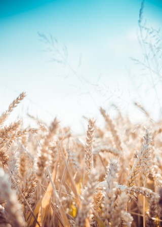 Lebensmittel & Globalisierung