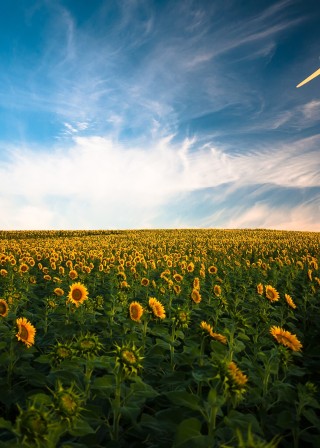 gustavo-quepon-pF_2lrjWiJE-unsplash Blue Bonds