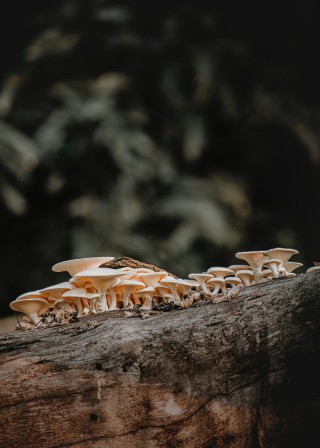 tarikul-raana-2f-CN6sf79Y-unsplash Biodiversität Nachhaltigkeit in der Veranlagung