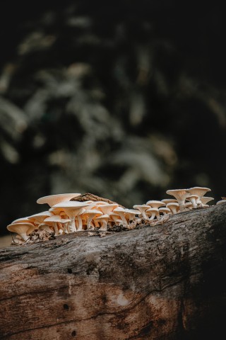 Biodiversität Nachhaltigkeit in der Veranlagung