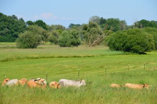 Beweidung Rabensburg Social Tranches Securtiy KAG